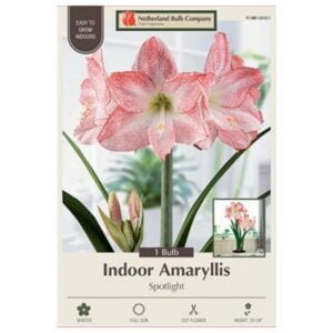 Indoor Amaryllis - Spotlight - 1 Pack