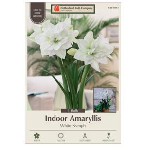 Indoor Amaryllis - White Nymph - 1 Pack