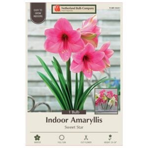 Indoor Amaryllis - Sweet Star - 1 Pack