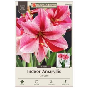 Indoor Amaryllis - Gervase - 1 Pack