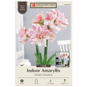 Indoor Amaryllis - Striped Amadeus - 1 Pack