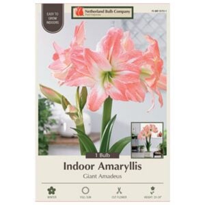 Indoor Amaryllis - Giant Amadeus - 1 Pack