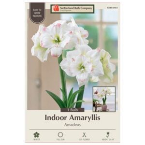 Indoor Amaryllis - Amadeus - 1 Pack