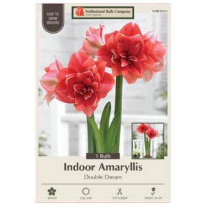 Indoor Amaryllis - Double Dream - 1 Pack