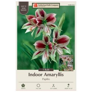 Indoor Amaryllis - Papilio - 1 Pack
