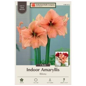 Indoor Amaryllis - Rilona - 1 Pack