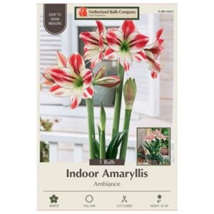 Indoor Amaryllis - Ambiance - 1 Pack