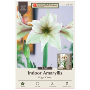 Indoor Amaryllis - Magic Green - 1 Pack