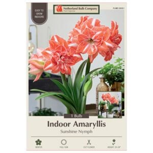 Indoor Amaryllis - Sunshine Nymph - 1 Pack