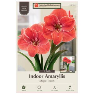Indoor Amaryllis - Magic Touch - 1 Pack