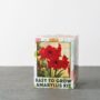 Indoor Grow Kit – Amaryllis Red Lion