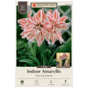 Indoor Amaryllis - Dancing Queen - 1 Pack