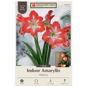 Indoor Amaryllis - Minerva - 1 Pack