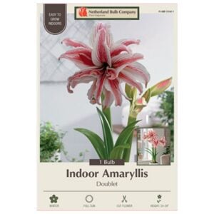 Indoor Amaryllis - Doublet - 1 Pack