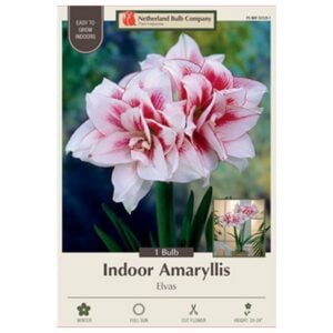 Indoor Amaryllis - Elvas - 1 Pack