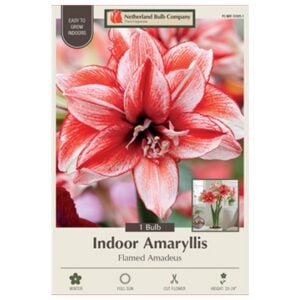 Indoor Amaryllis - Flamed Amadeus - 1 Pack