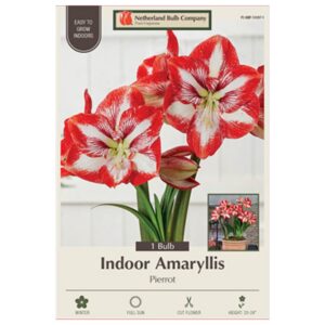 Indoor Amaryllis - Pierrot - 1 Pack