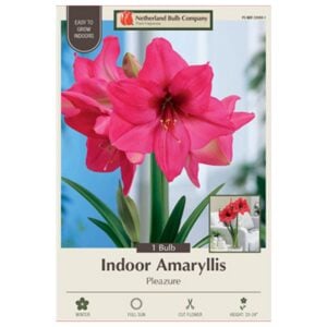 Indoor Amaryllis - Pleazure - 1 Pack