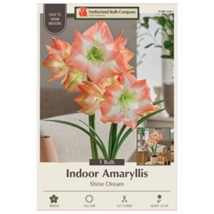 Indoor Amaryllis - Shine Dream - 1 Pack