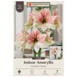 Indoor Amaryllis - Grandise Fantasy - 1 Pack
