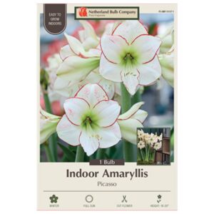 Indoor Amaryllis - Picasso - 1 Pack