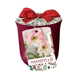 Indoor Amaryllis - Apple Blossom - w/Gold Planter