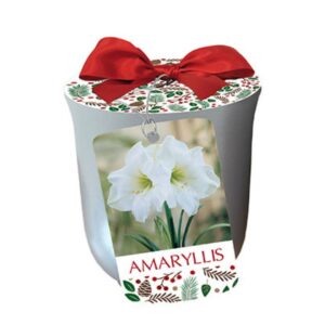 Indoor Amaryllis - White Christmas - w/Silver Planter