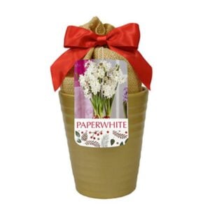 Indoor Paperwhite - Ziva - w/Gold Planter