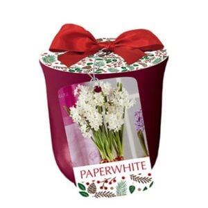 Indoor Paperwhite - Ziva - w/Karmin Red Planter