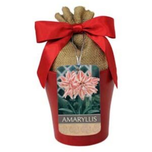 Indoor Amaryllis - Dancing Queen - w/Wine Planter