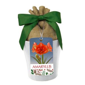 Indoor Amaryllis - Orange Sunrise - w/Panna Planter