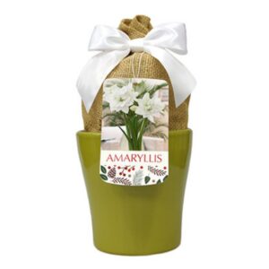 Indoor Amaryllis - White Nymph - w/Green Planter