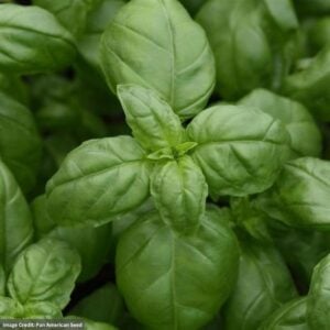 Monteverde™ Genovese Basil