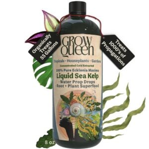 Ecklonia Seaweed Fertilizer - Grow Queen - 8 oz