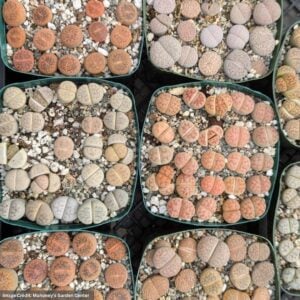 Lithops – Assorted – 4″ Pot