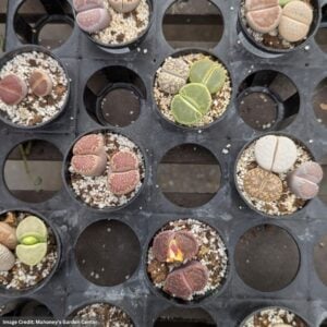 Lithops – Assorted – 2″ Pot