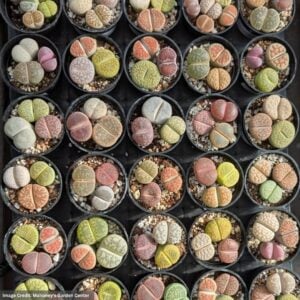 Lithops - 3 Assorted - 2" Pot
