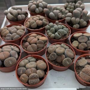 Lithops – Assorted – 2.5″ Pot