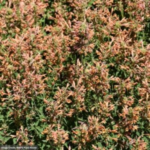Hyssop (Agastache) – Kudos™ Gold – 1 Quart