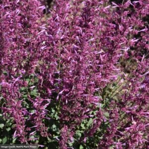 Hyssop (Agastache) – Meant to Bee™ Royal Raspberry – #1 Container