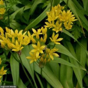 Allium – Jeannine – #1 Container