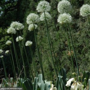 Allium (Ornamental Onion) – Mount Everest – #1 Container