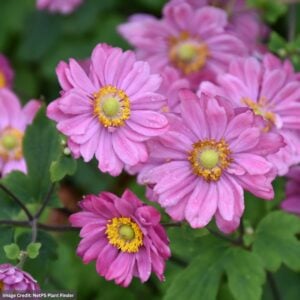 Anemone – Pamina – #1 Container