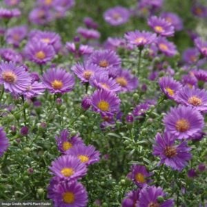 Aster – Believer – #1 Container