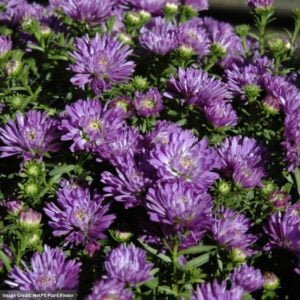 Aster – Blue Henry – #1 Container