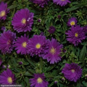 Aster – Dragon – #1 Container
