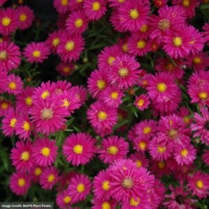 Aster – Hazy – #1 Container