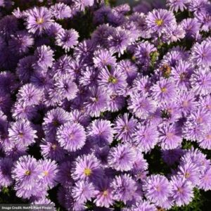 Aster – Peter™ III – #1 Container