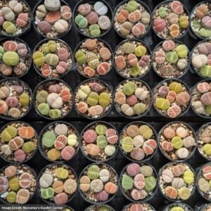 Lithops – 6 Assorted – 2" Pot