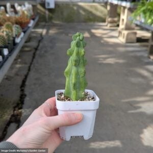 Cactus - Boobie - 3" Pot